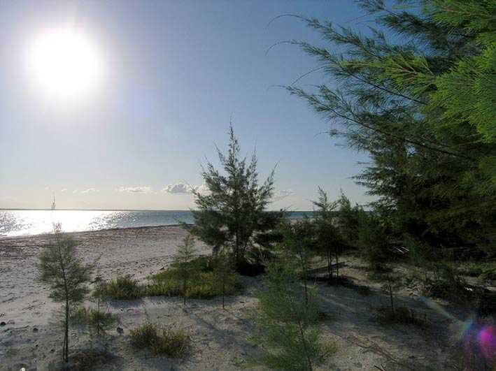 dream casurina front