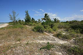 coastal shrubs
