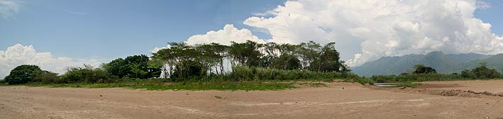 Old tall trees at the lake shore